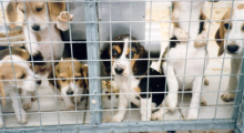 Chiots