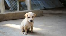Chiot