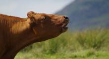 Vache