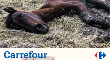 affiche cheval 