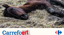 Affiche Carrefoert-actie
