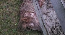 Cheval mort