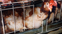 Poules en cage