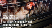 Kippen uit de kooien