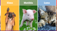 Dieren in de grondwet