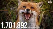 Renard