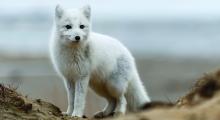 renard