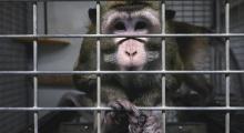 singe