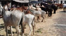 Paardenmarkt