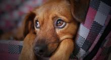 Le gouvernement fédéral veut restreindre drastiquement les droits des acquéreurs d’animaux !
