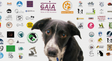 dog and signatures