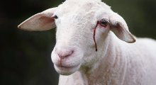 mouton