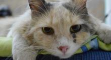 kat