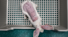 Dierproef voor cosmetica credit We Animals
