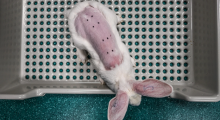 Tests pour cosmétiques c We Animals 