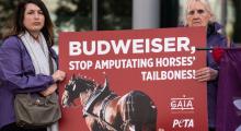 Manifestation Budweiser