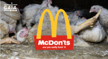McDon'ts, are you really lovin' it?