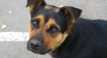 dog  