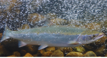 zalm