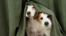 Deux chiens se cachant derrière un rideau