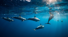 free dolphins swimming in the sea