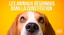 Chien sur fond jaune