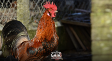 Coq