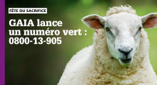 Mouton