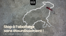 stop à l'abattage sans étourdissement 
