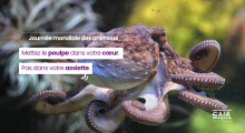 Journée mondiale des animaux - poulpe