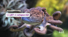 werelddierendag - octopus - Gaia