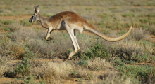 kangourou 
