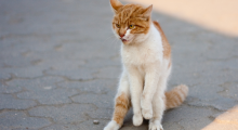Chat-stérilisation 