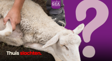 schaap slachting