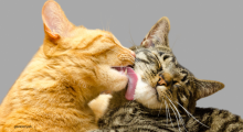 chats