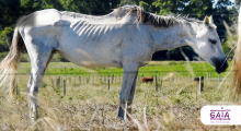 banner gaia