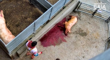 cochon