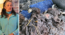 verwaarloosde hond