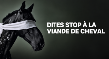 Viande de cheval