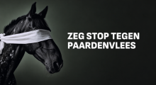 Paardenvlees