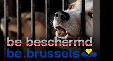 Petitie Codex Brussel