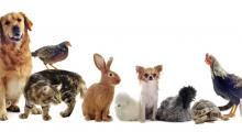 La Wallonie vote un ambitieux Code du Bien-être animal