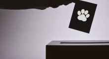 jevoteanimaux.be