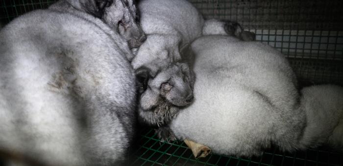 fur