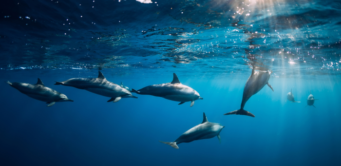 dauphins