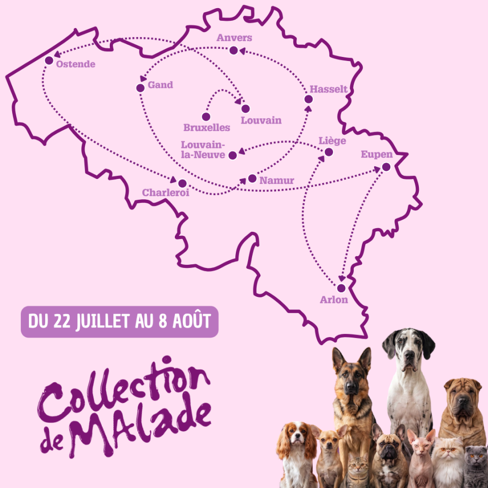 hypertype chiens et chats