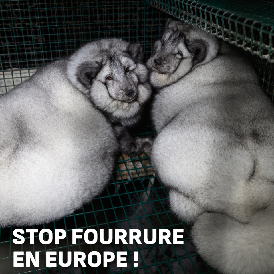 stop fourrure  