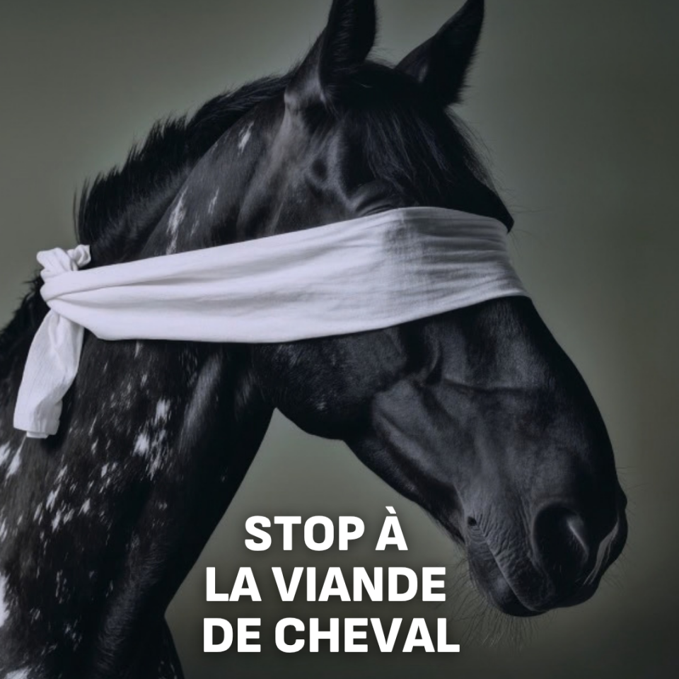 cheval viande
