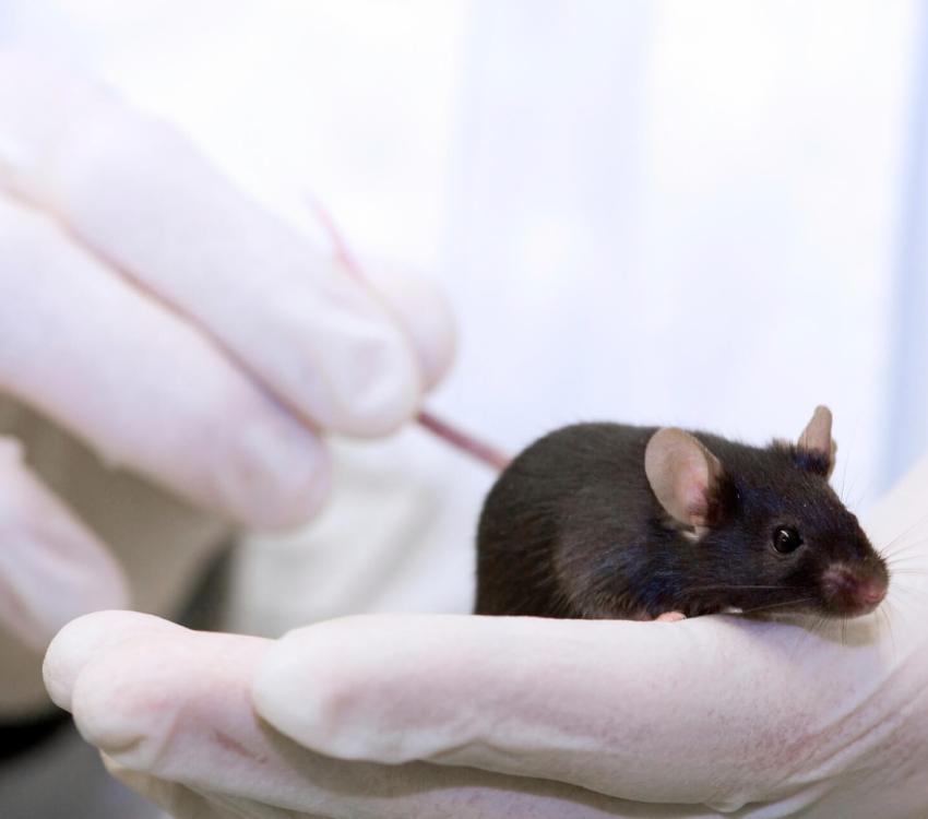 Dierproeven muis