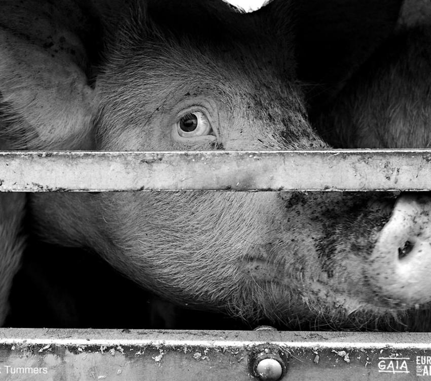 Varken in vrachtwagen